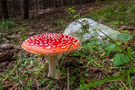 Ð red fly agaric in front of rock in the wood at the Rila mountain in Bulgaria.の写真素材