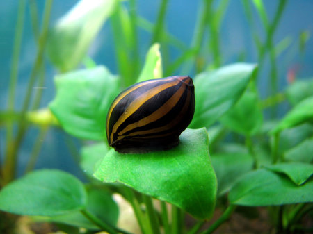 Tiger snail, Neritina natalensis