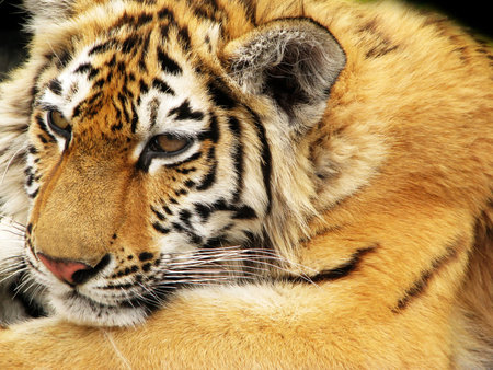 tiger 