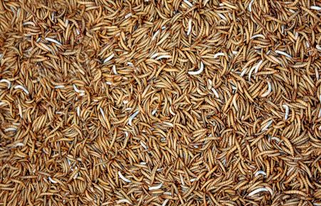 wormsの写真素材