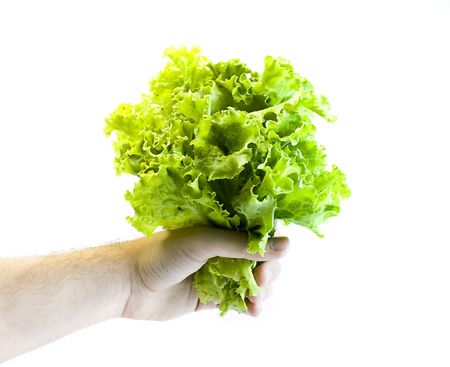 lettuce on a handの写真素材