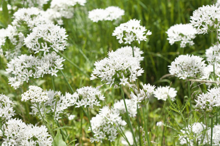 Wild garlic