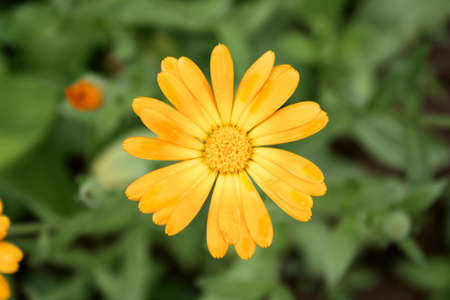 Yellow flowerの写真素材
