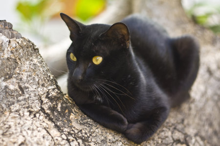 Black cat on the tree