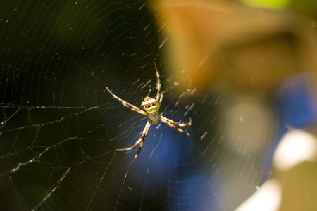 colored spiderの写真素材