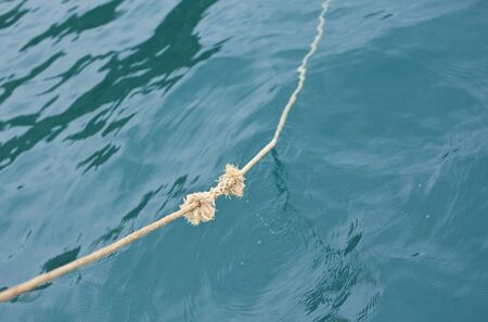 Sea nodeの写真素材