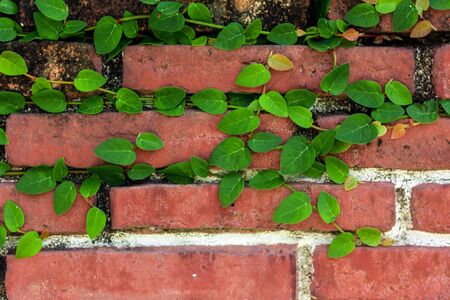 Brick wall with green leafsの写真素材