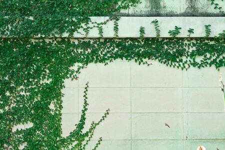 White wall with green foliageの写真素材