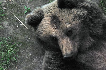 Waking a Sleeping Bearの写真素材