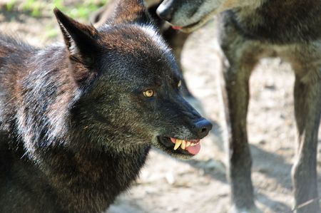 Wildlife: Portrait of Snarling Black Wolfの写真素材