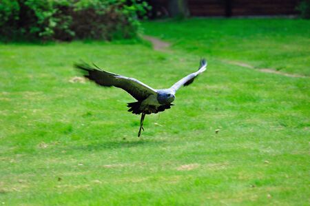 Wildlife:  Blue Chilean Eagle in Flight Skimming the Groundの写真素材