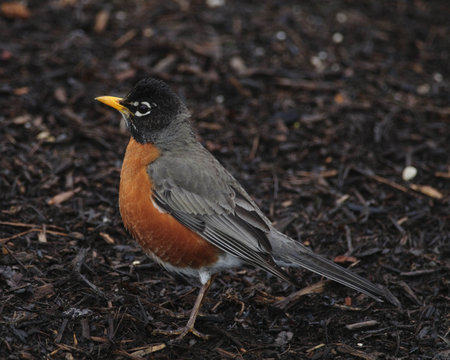 American robin