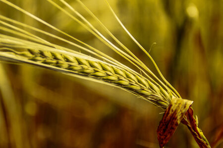 wheatの写真素材