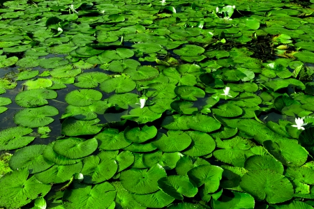 flower lotus textureの写真素材