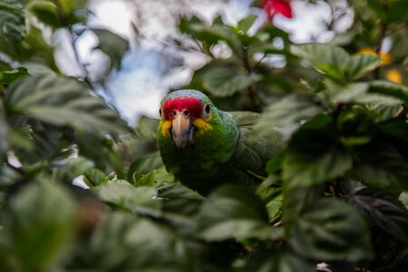 green parrot in natural habitatの写真素材
