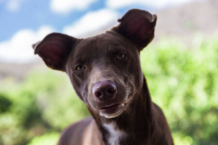 dog in nature の写真素材