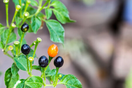 very small chili in plantの写真素材