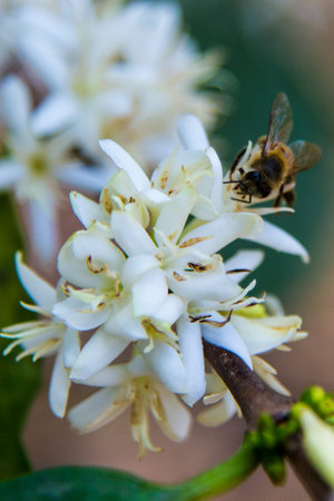 bee white flower