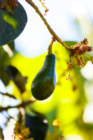 avocado in treeの写真素材