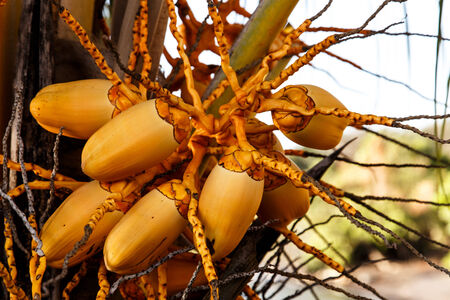 small coconutの写真素材