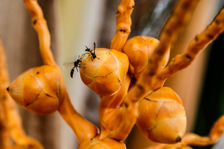 small coconutの写真素材