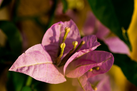 tropical pink flowerの写真素材