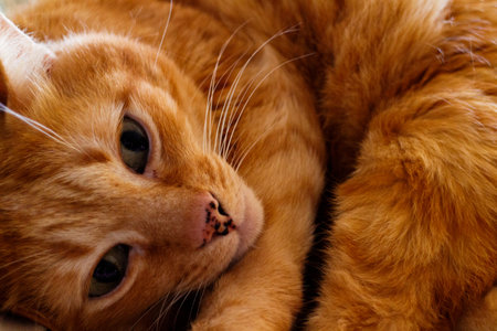 orange cat