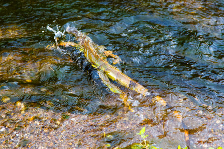 iguanaの写真素材