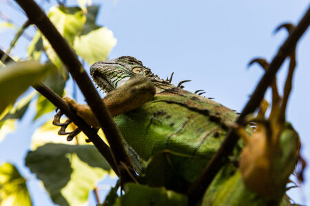 iguanaの写真素材