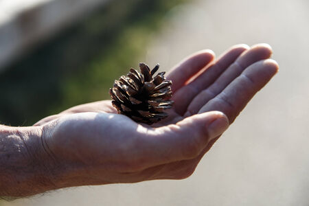 pine fruit in handの写真素材