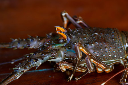 Lobsterの写真素材