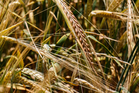 wheat fieldの写真素材