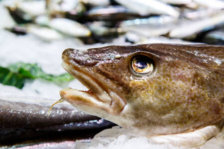 photography of raw fish in marketplaceの写真素材