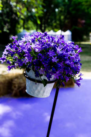 purple flowerの写真素材