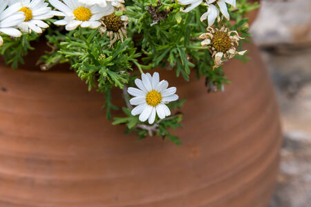 white flowers from garden in potの写真素材