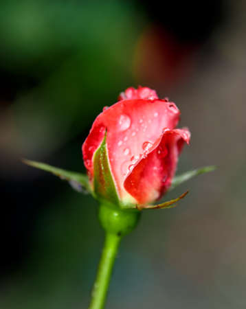 Beautiful pink rose in a garden with water dropsの写真素材