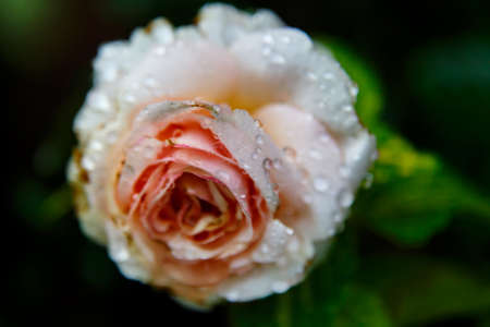 Beautiful pink rose in a garden with water dropsの写真素材