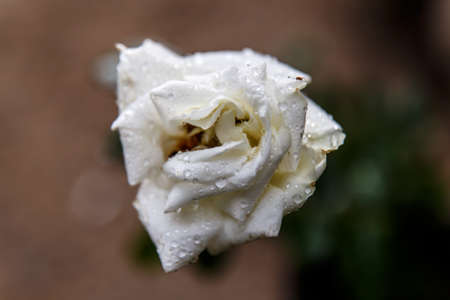 Beautiful white rose in a garden with water dropsの写真素材