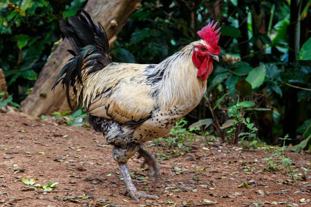 cockerel in rustic farm yard outdoorsの写真素材