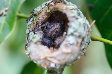 Hummingbird nest in an Mango tree from Nicaraguaの写真素材
