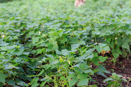 black bean field from plantatiom, Nicaragua