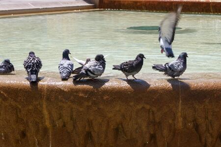Doves group in fountainの写真素材