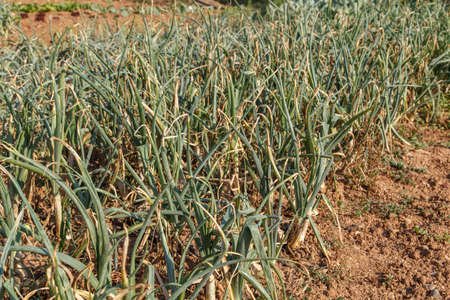 onion growの写真素材