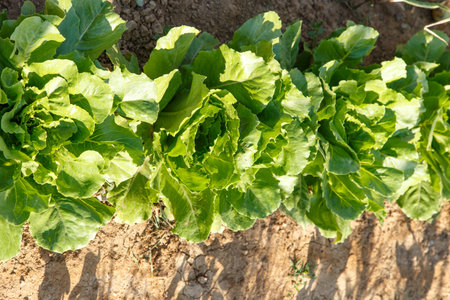 lettuce salad growed