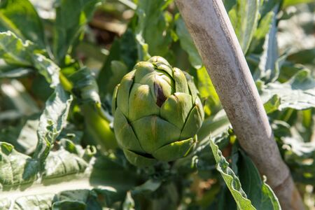 artichoke in plantの写真素材
