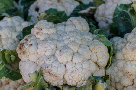 raw Cauliflowerの写真素材