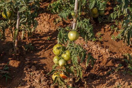 tomatoes in plantの写真素材