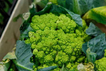 organic Broccoli group closeupの写真素材