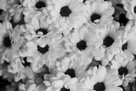 monochrome flower groupの写真素材