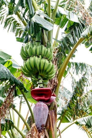 Green bananas on tree with flower from nicaraguan farmの写真素材